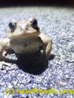 /home//u458753944/public_html/sourcegallery//Roxborough Toad Detour/2022/2022-03-17/P3170881.JPG